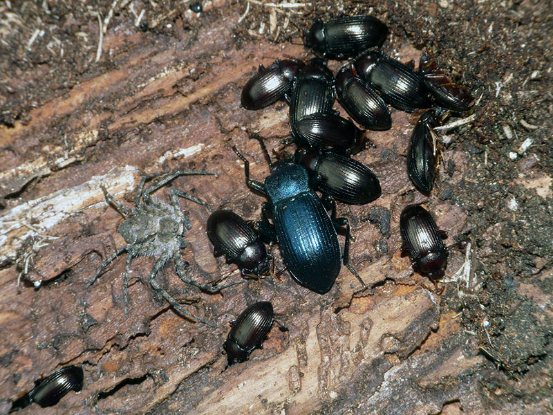 Phylodromus margaritatus?  S !   -  Campo dei Fiori (VA)